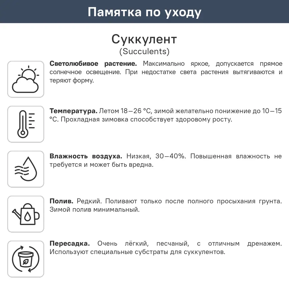 Суккулент микс ø5.5 h10 см 89441773 STLM-2068177 Santreyd  - Вид №2
