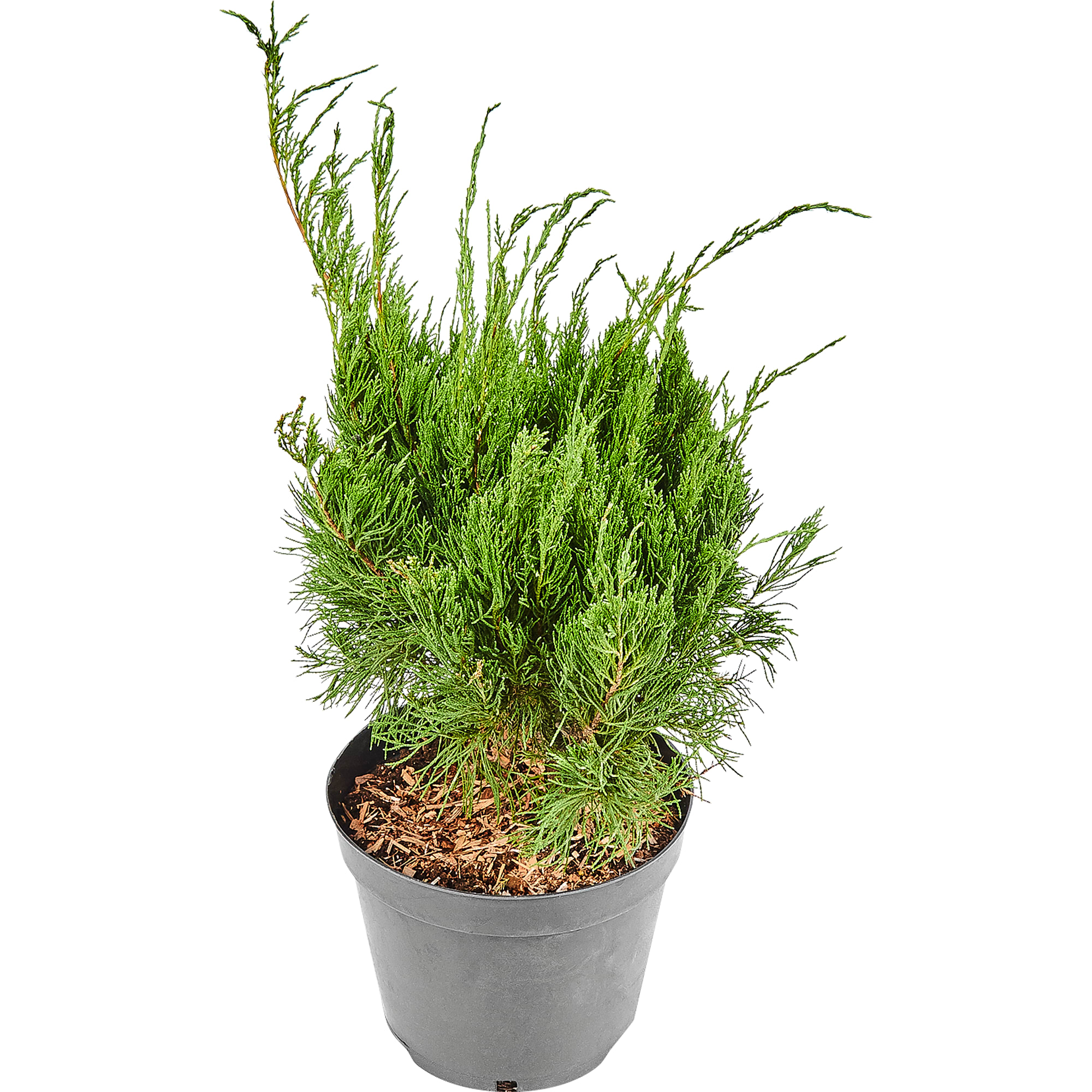 82176365 Можжевельник средний «Минт Джулеп» 5-7.5 л 40-60 см Santreyd 