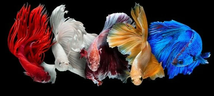 Кратко - Рыбки петушки