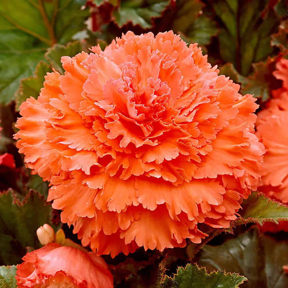 Бегония Geolia «fimbriata Orange», 4х5 см 15548765 STLM-2166057 