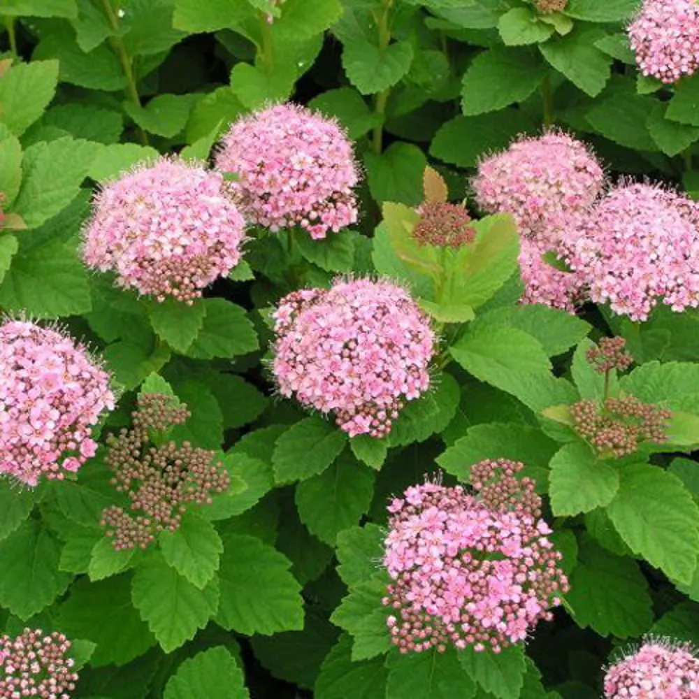 Спирея Денсифлора - пышноцветущий кустарник для сада 85606575 Santreyd STLM-1580247