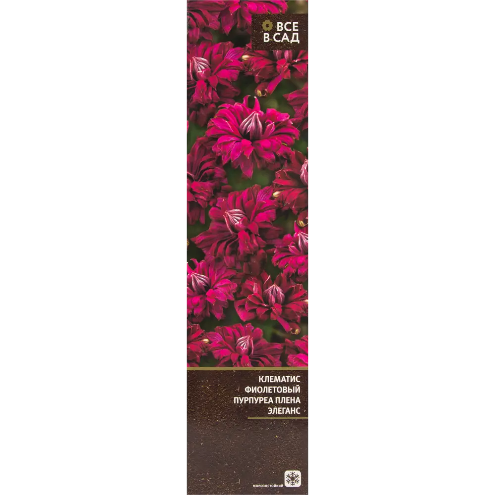 Клематис пурпуреа Плена Элеганс в тубе ВСЕ В САД STLM-2149144