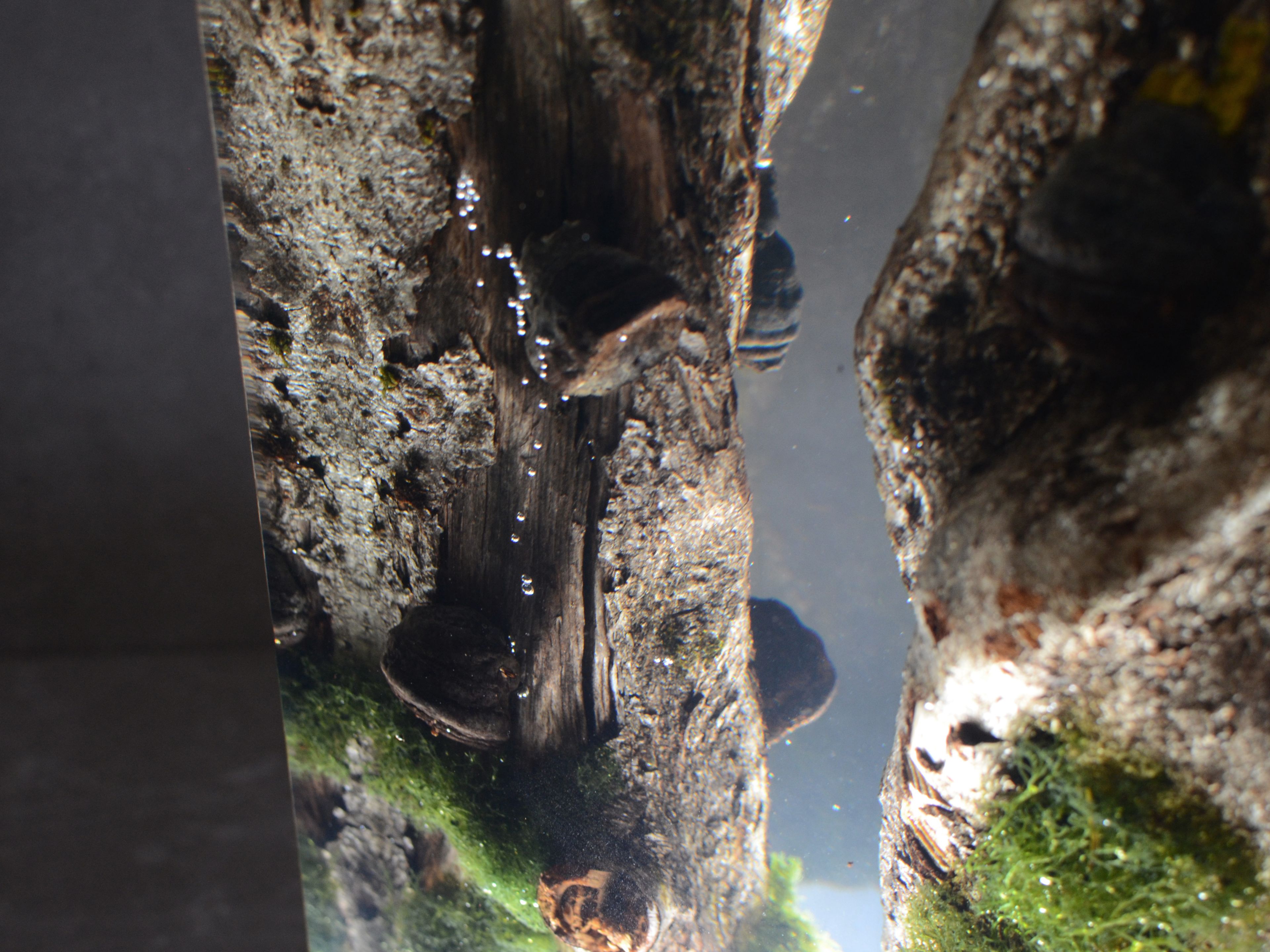 Светодиодная настольная лампа alcarol Подлесок ARCH-00036620 - Вид №12