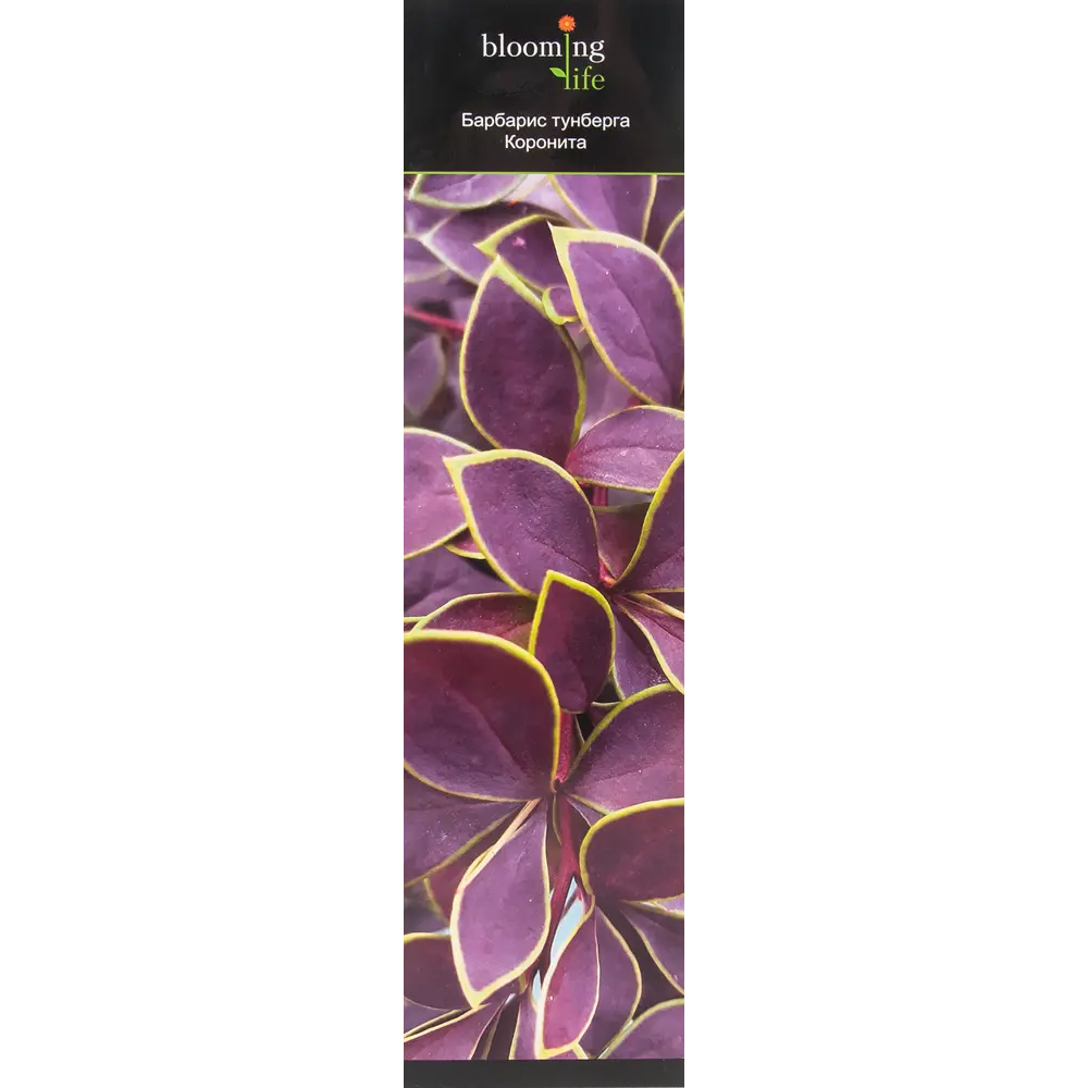 Барбарис тунберга Коронита в тубе BLOOMING LIFE STLM-2142304