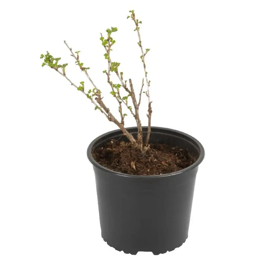 Крыжовник обыкновенный Грушенька PLANTMARKET STLM-2127212 - Вид №1
