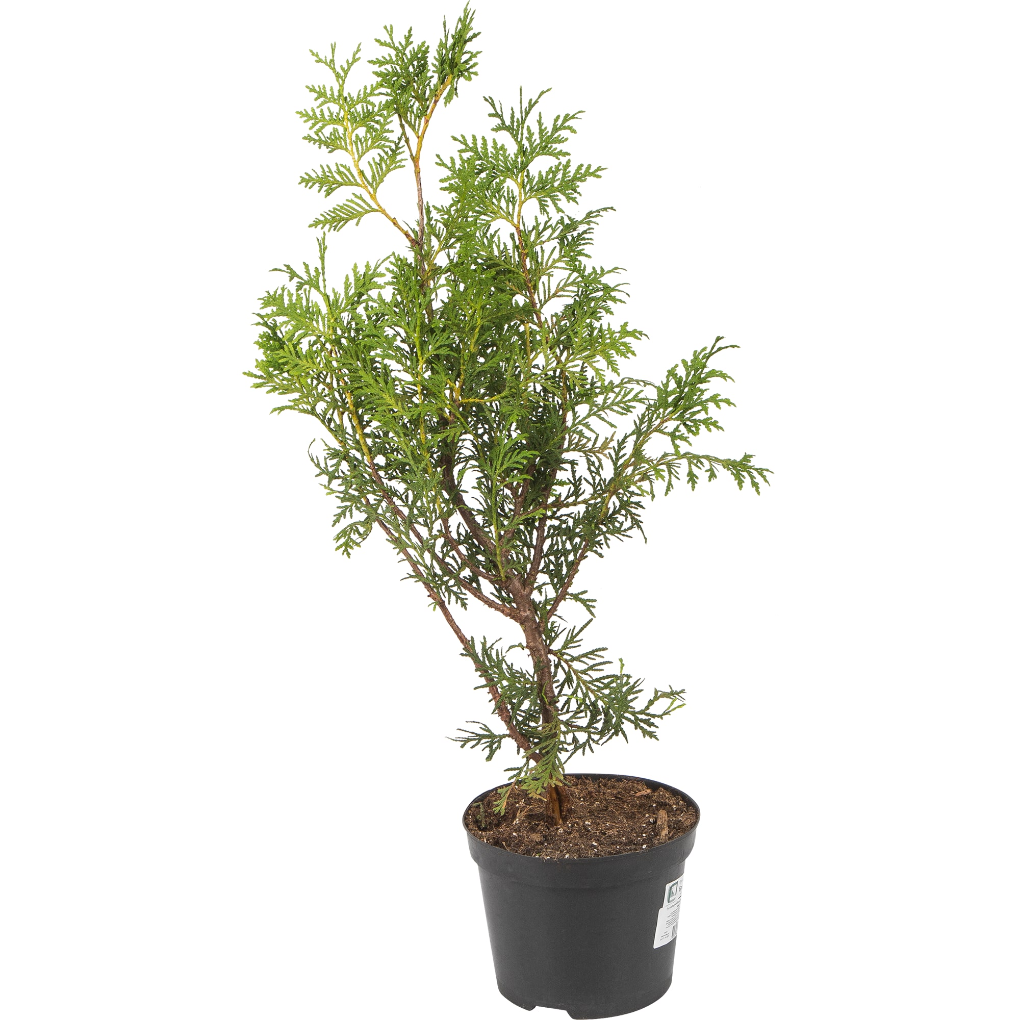 82644369 Туя западная Брабант h 40-60 см С2/C3 Santreyd 