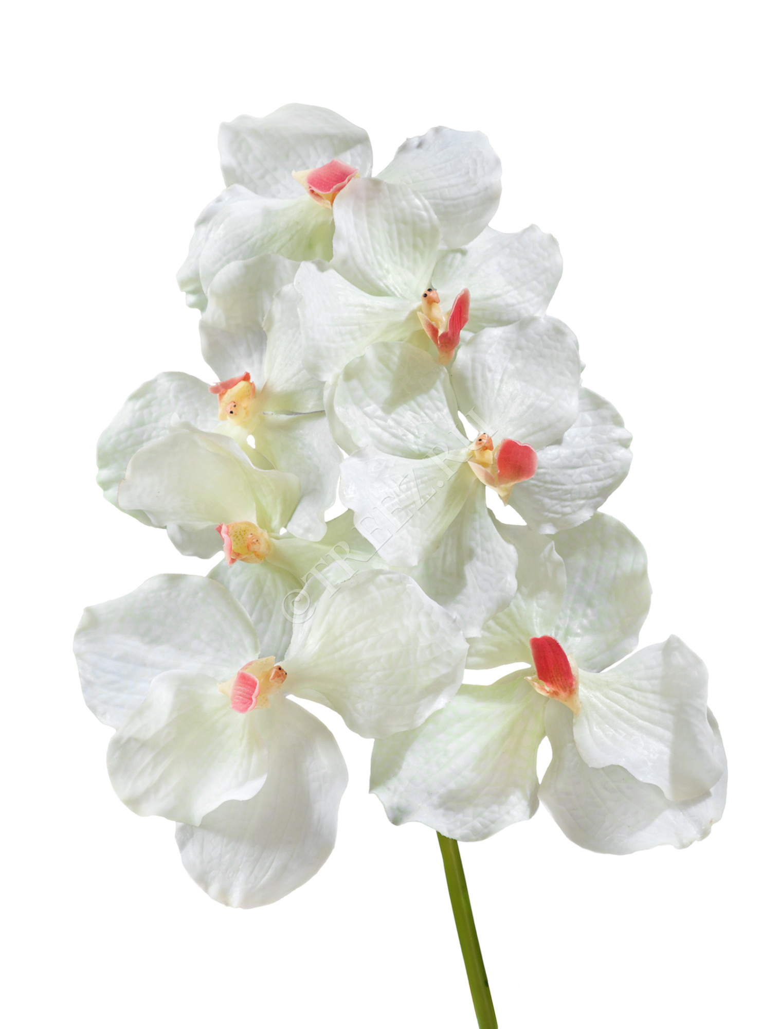30.0611083CR Орхидея Ванда белая с роз. сердцевинкой Цветочная коллекция 