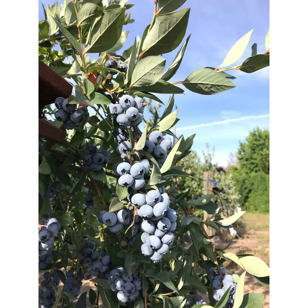 Голубика садовая Эллиот ø9 h20 см PLANTMARKET STLM-2087894