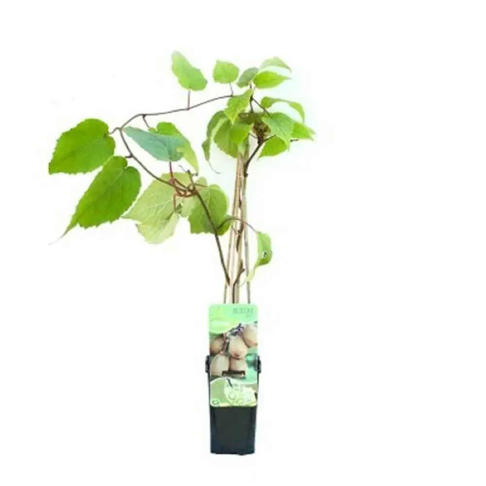 Актинидия деликатесная Дженни мини-киви ø9 h5 см 89457496 STLM-2172896 Santreyd 