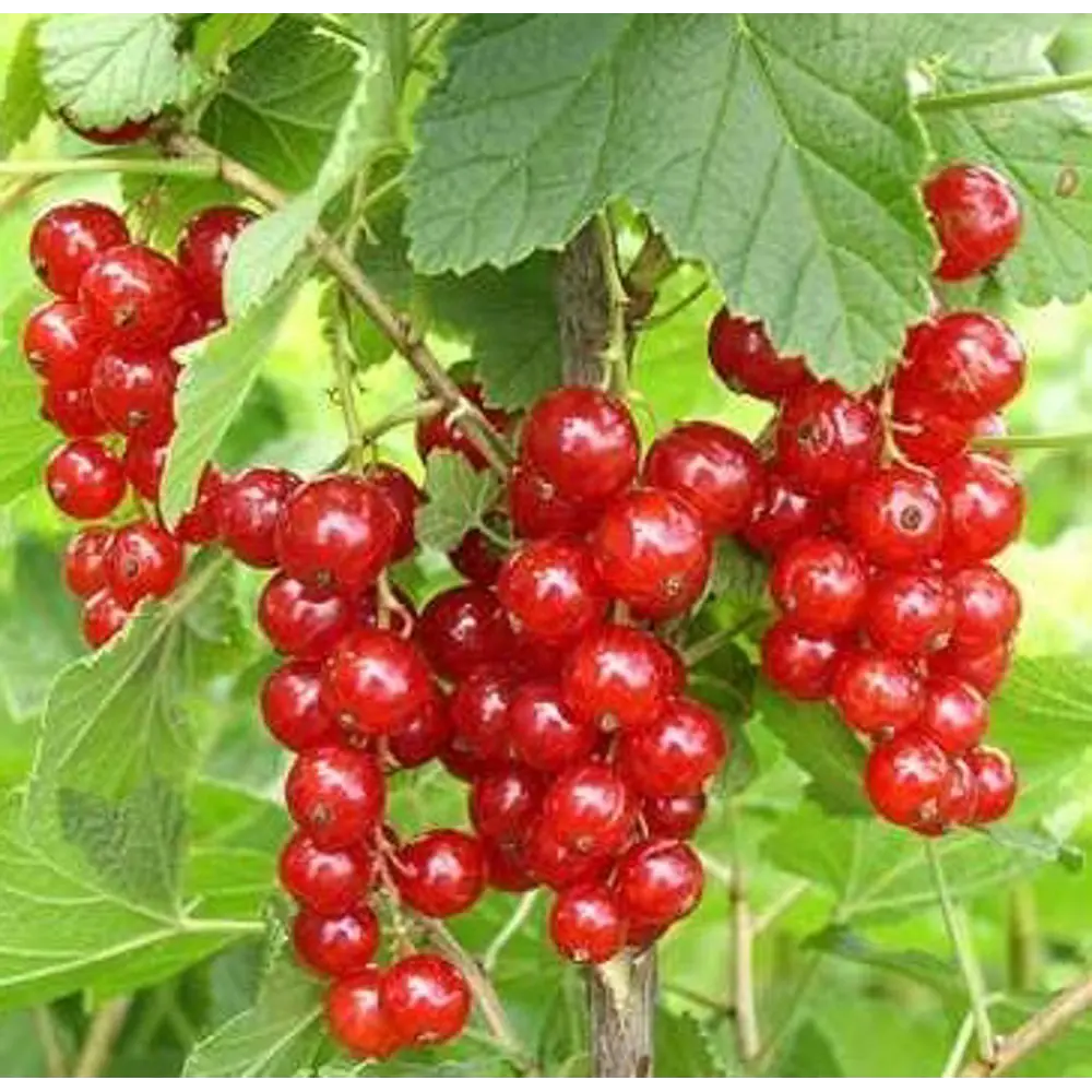 Смородина красная Уральская красавица в тубе Santreyd STLM-2109385 - Вид №1