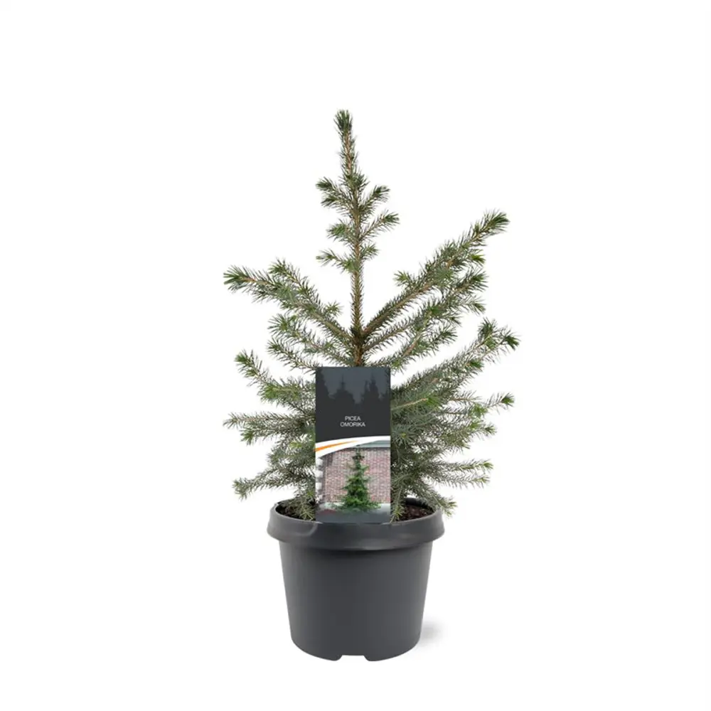 Ель сербская Оморика - хвойное растение для ландшафтного дизайна 89367641 Santreyd STLM-1582622