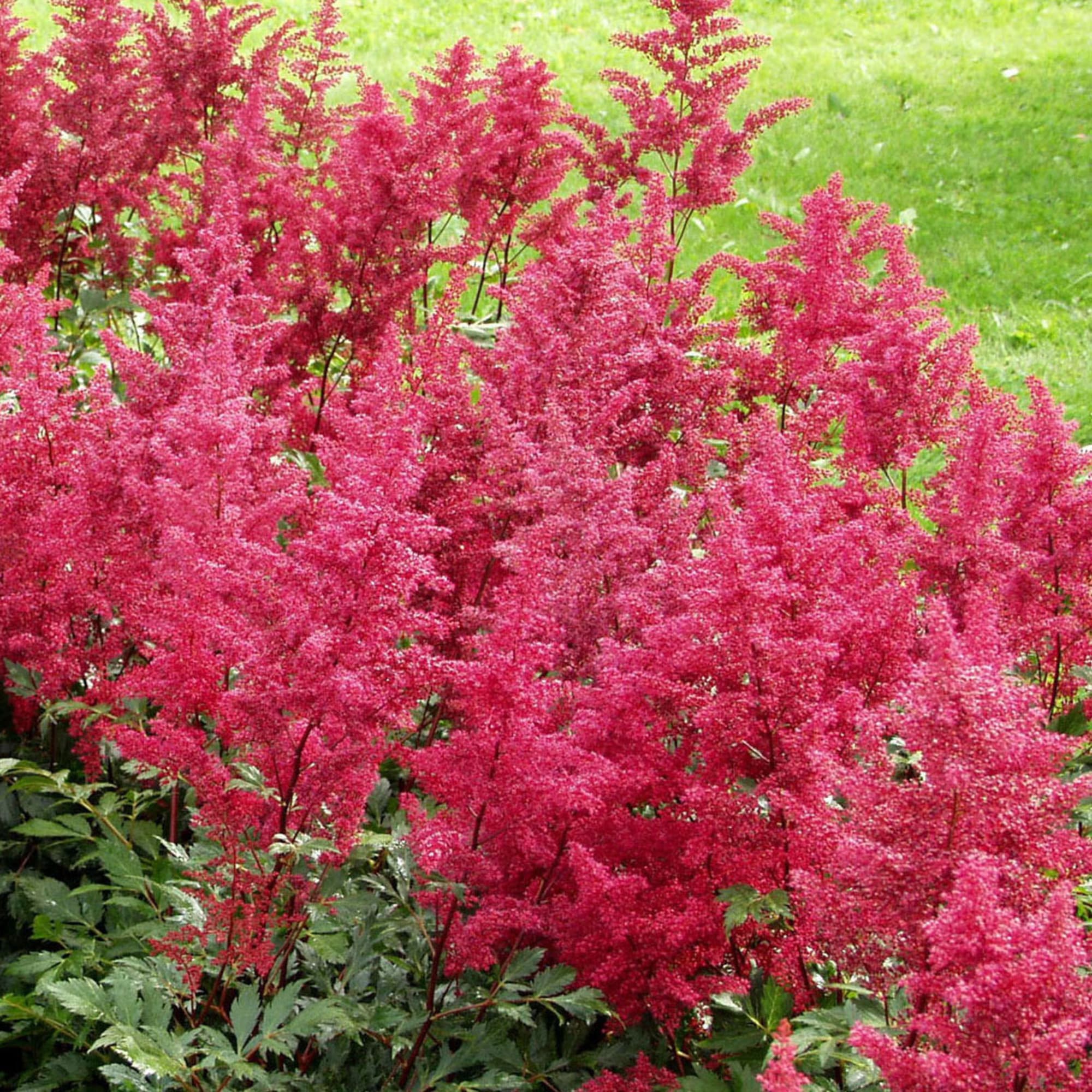 81954868 Астильба японская С1 «Монтгомери» Santreyd 