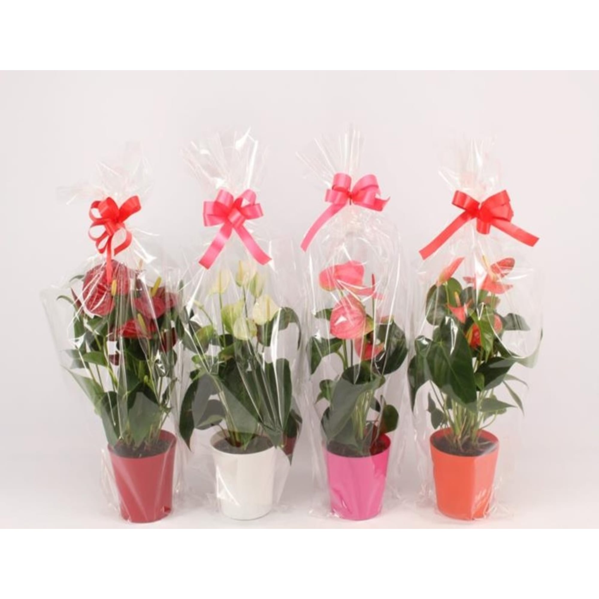 84450763 Антуриум микс в подарочной упаковке ø12 h40 см Santreyd 