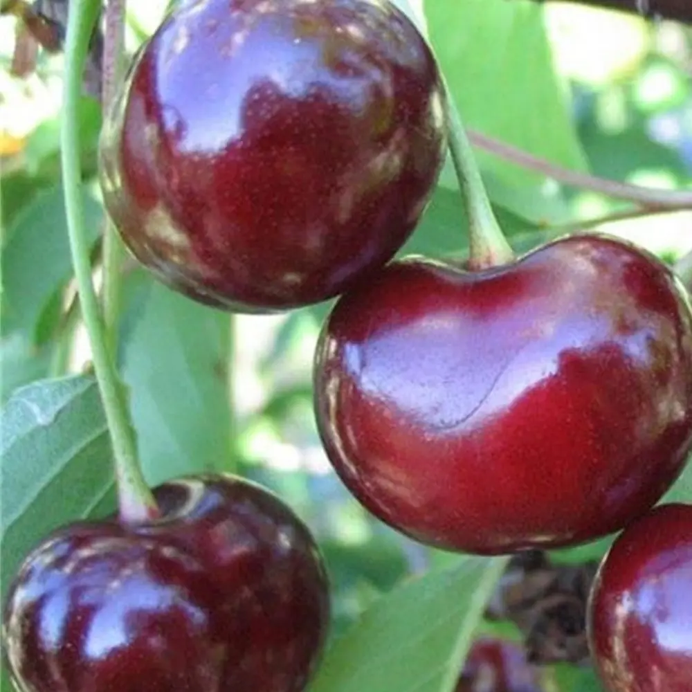 Вишня «Подбельская» C7 высота 140-170 см ВСЕ В САД STLM-2165834