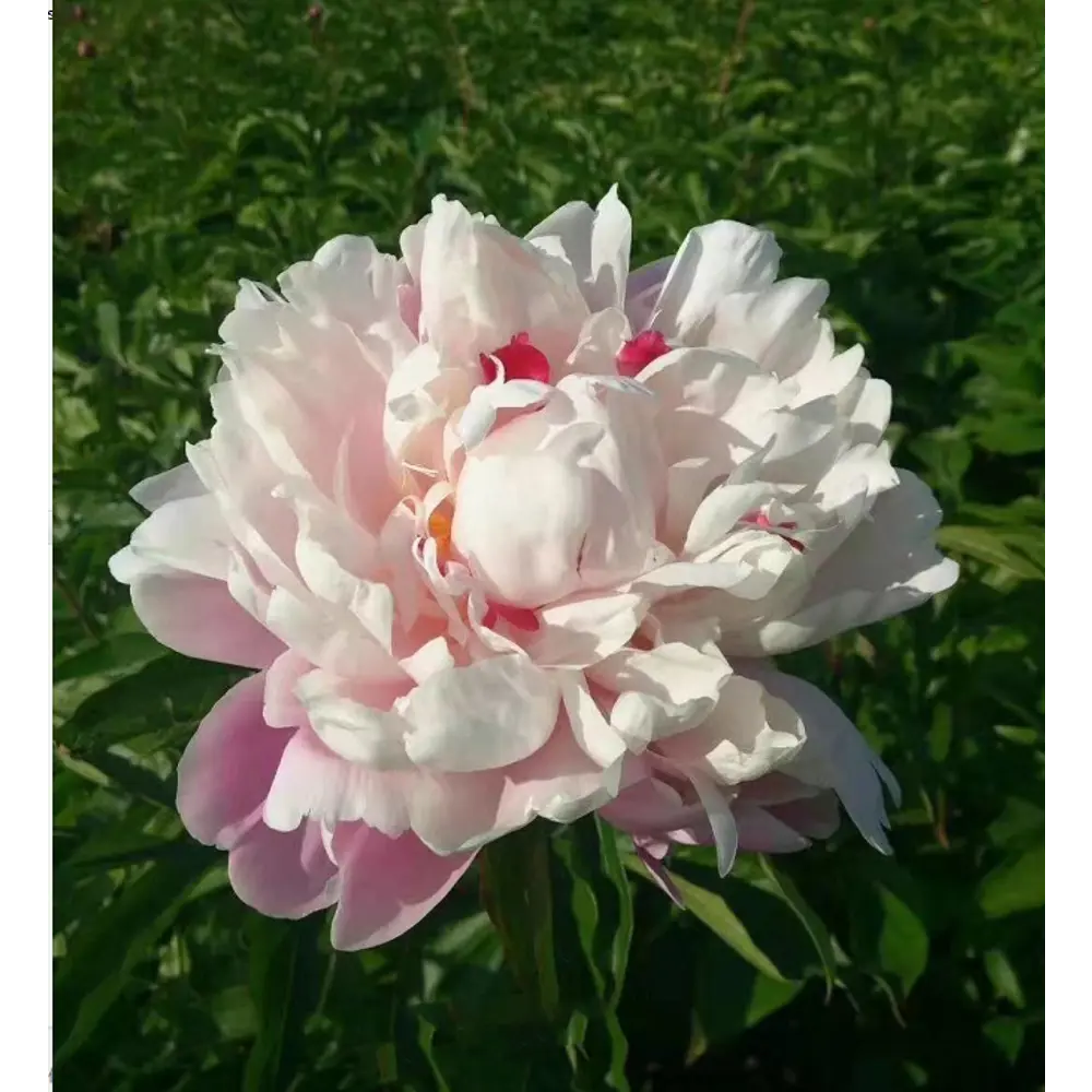 Пион травянистый Румяная невеста в тубе BLOOMING LIFE STLM-2133480 - Вид №3