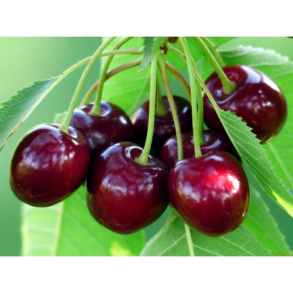 Черешня «Талисман» C7 высота 150-180 см ВСЕ В САД STLM-2012725