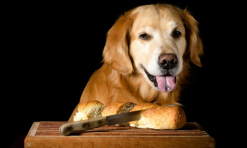 Можно ли давать собакам хлеб и каким лучше кормить?