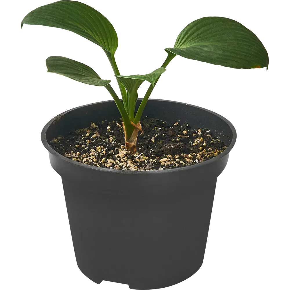 Хоста Ланцетолистная ø15 h40 см 84832098 STLM-2197818 PLANTMARKET  - Вид №1