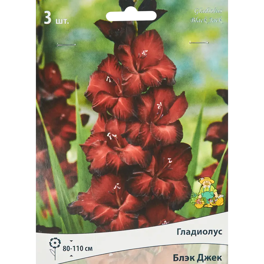 Гладиолус крупноцветковый Блэк Джек, 3 шт ПОИСК STLM-2195096