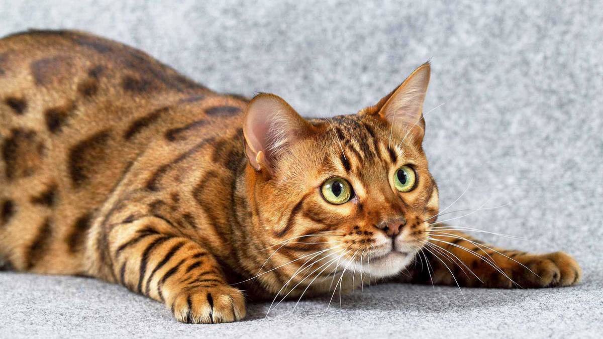 Как назвать бенгальского кота?