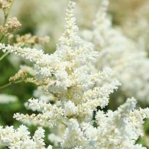 Астильба «Snowdrift I» 13065428 STLM-2162085