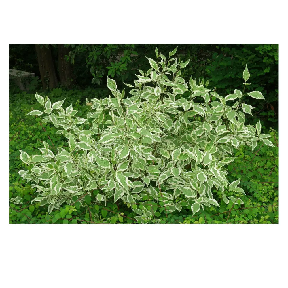 Дерен белый Аргентеомаргината ø15 h35 см PLANTMARKET STLM-2038309