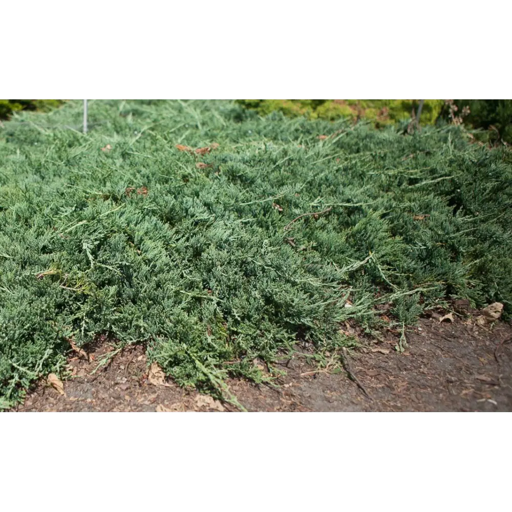 Можжевельник горизонтальный Вилтони ø13 h20 - 25 см 87691130 STLM-2136768 PLANTMARKET 