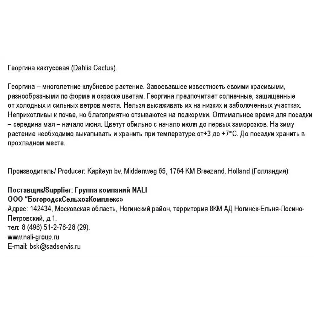 Георгина кактусовая Вайт риббон 1 шт Santreyd STLM-2022460 - Вид №1