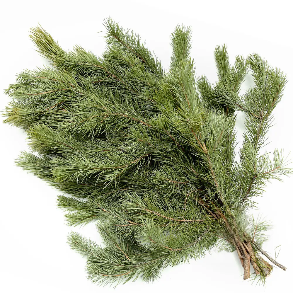 Лапник сосна 30-40 см 5-7 шт Santreyd STLM-2166618