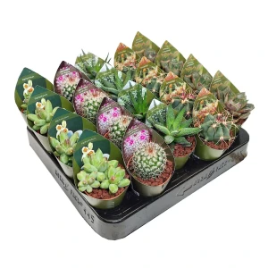 Кактус и суккулент микс ø5.5 h7 см 89426559 STLM-2137657