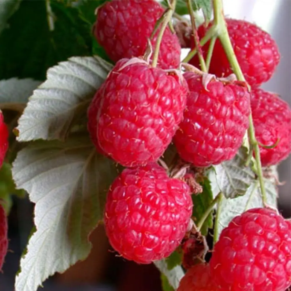 Малина ремонтантная Таруса пакет PLANTMARKET STLM-2107668
