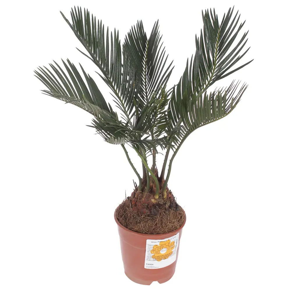 Santreyd Цикас революта — изящный саговник в горшке 81959329 STLM-1446534