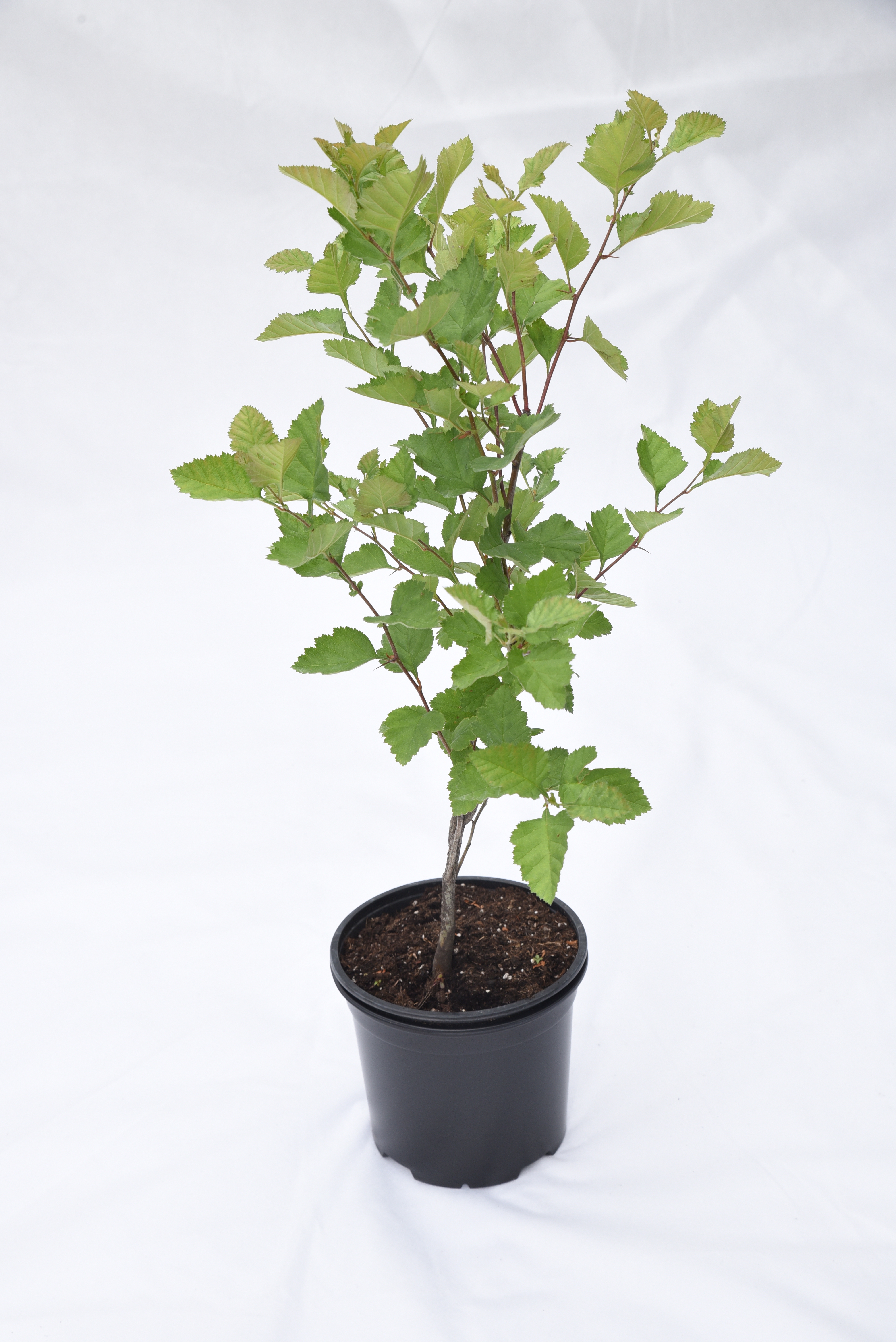 Боярышник Арнольда Santreyd - саженец с крупными съедобными плодами 85325498 STLM-0061597