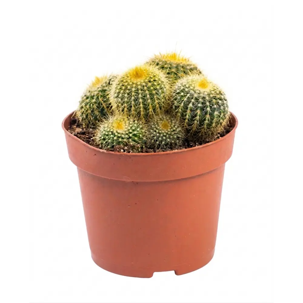 Кактус Экзотик микс ø11 h15 см Santreyd STLM-2123825