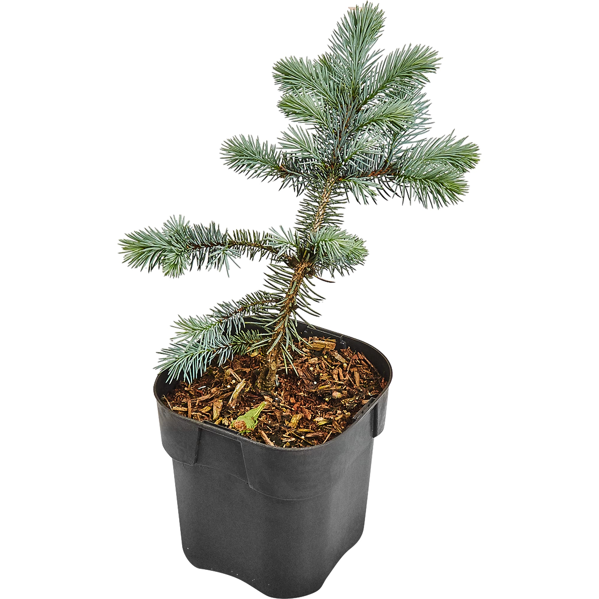 82601624 Ель колючая «Глаука Глобоза» 17x15 см Santreyd 