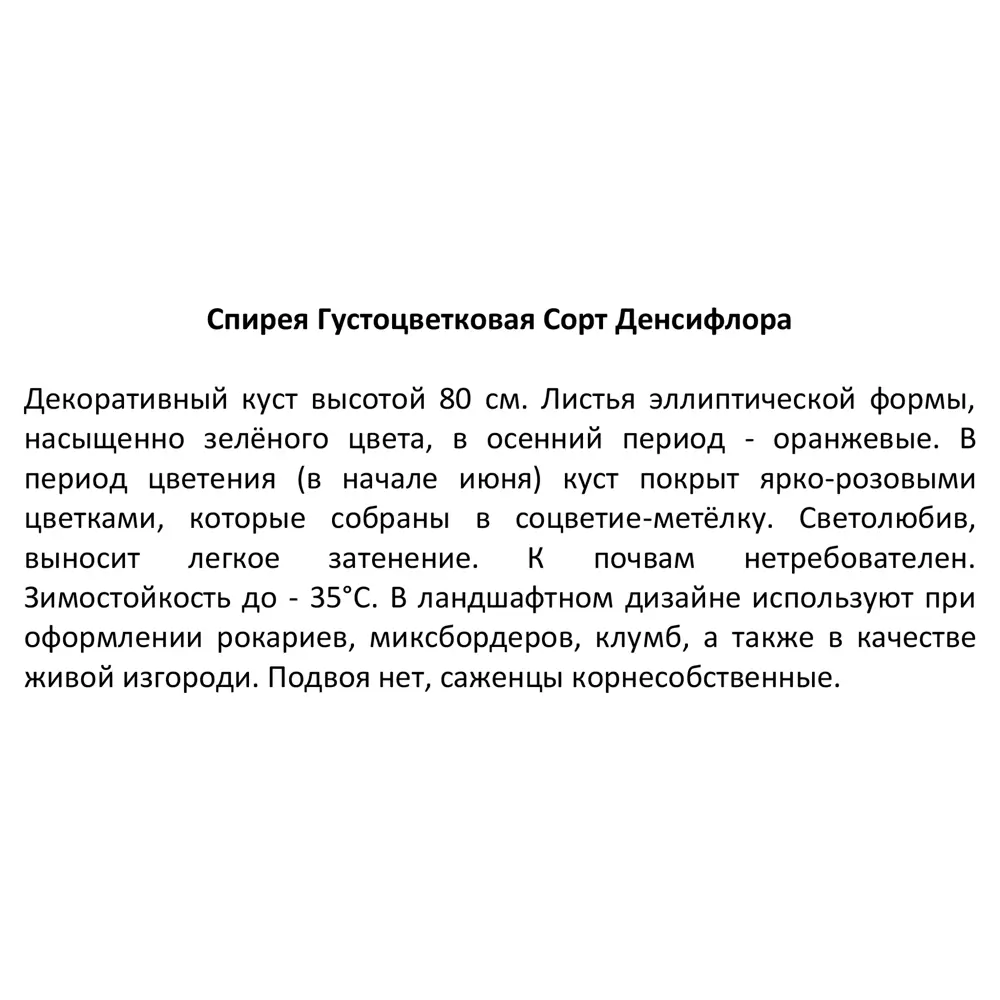 Спирея Денсифлора - пышноцветущий кустарник для сада 85606575 Santreyd STLM-1580247 - Вид №3