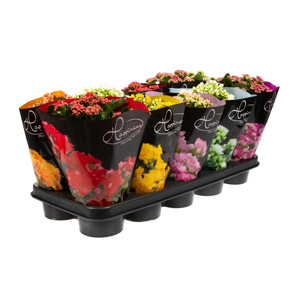 Каланхоэ Happiness Deluxe микс от Santreyd - цветущий суккулент для интерьера 89388939 STLM-1480481