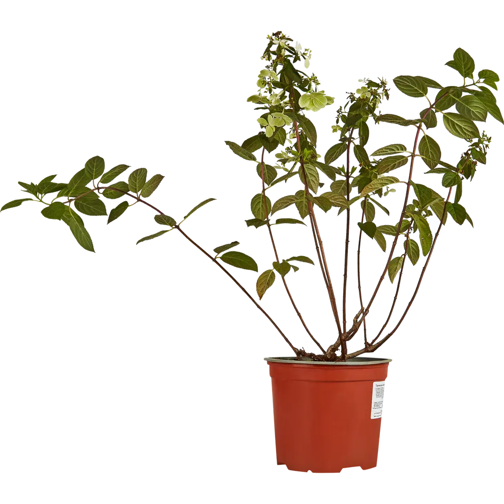 Гортензия метльчатая Мэджикал Файр от Santreyd - саженец с огненным цветением 85324877 STLM-0061486 - Вид №1