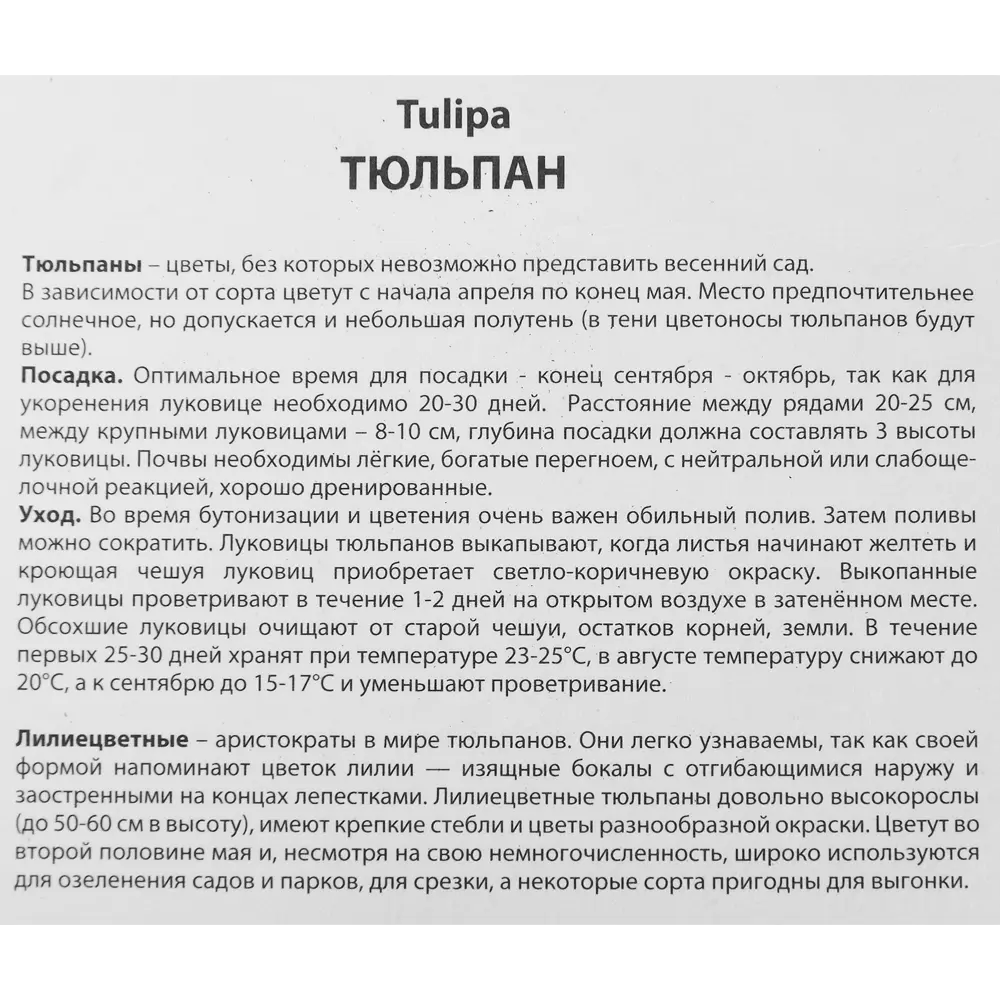 Тюльпан лилиецветный Алладинз Рекорд, 5 шт 85205596 STLM-2065019 ПОИСК  - Вид №2