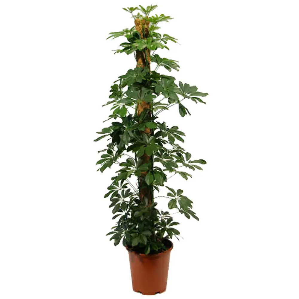 Шеффлера Арборикола Мини 8х25 см 12725711 STLM-2128403 Santreyd 