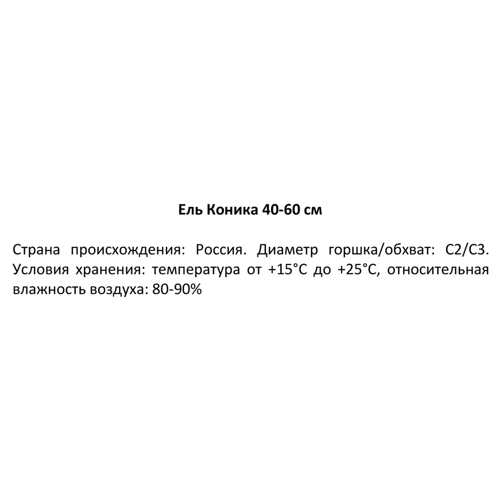 Ель Коника C2 h30-40 см 86170888 STLM-2134234 Santreyd  - Вид №1
