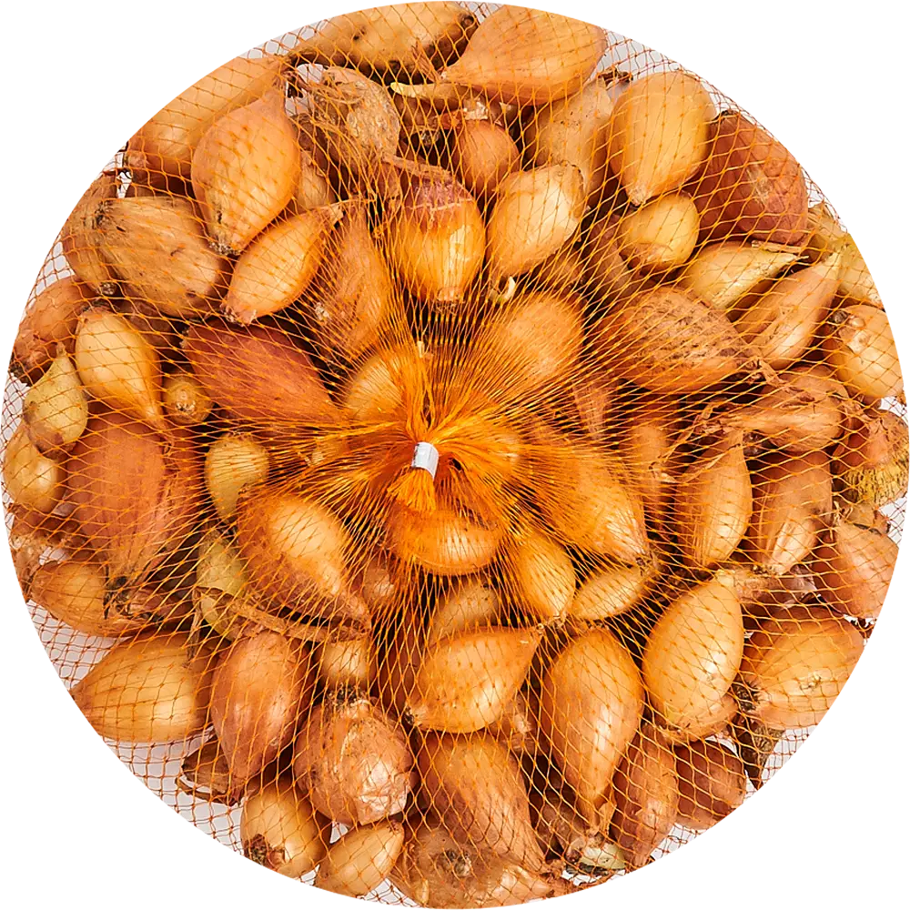 Лук-севок Геркулес 10/21 0.35 кг Santreyd STLM-2184797