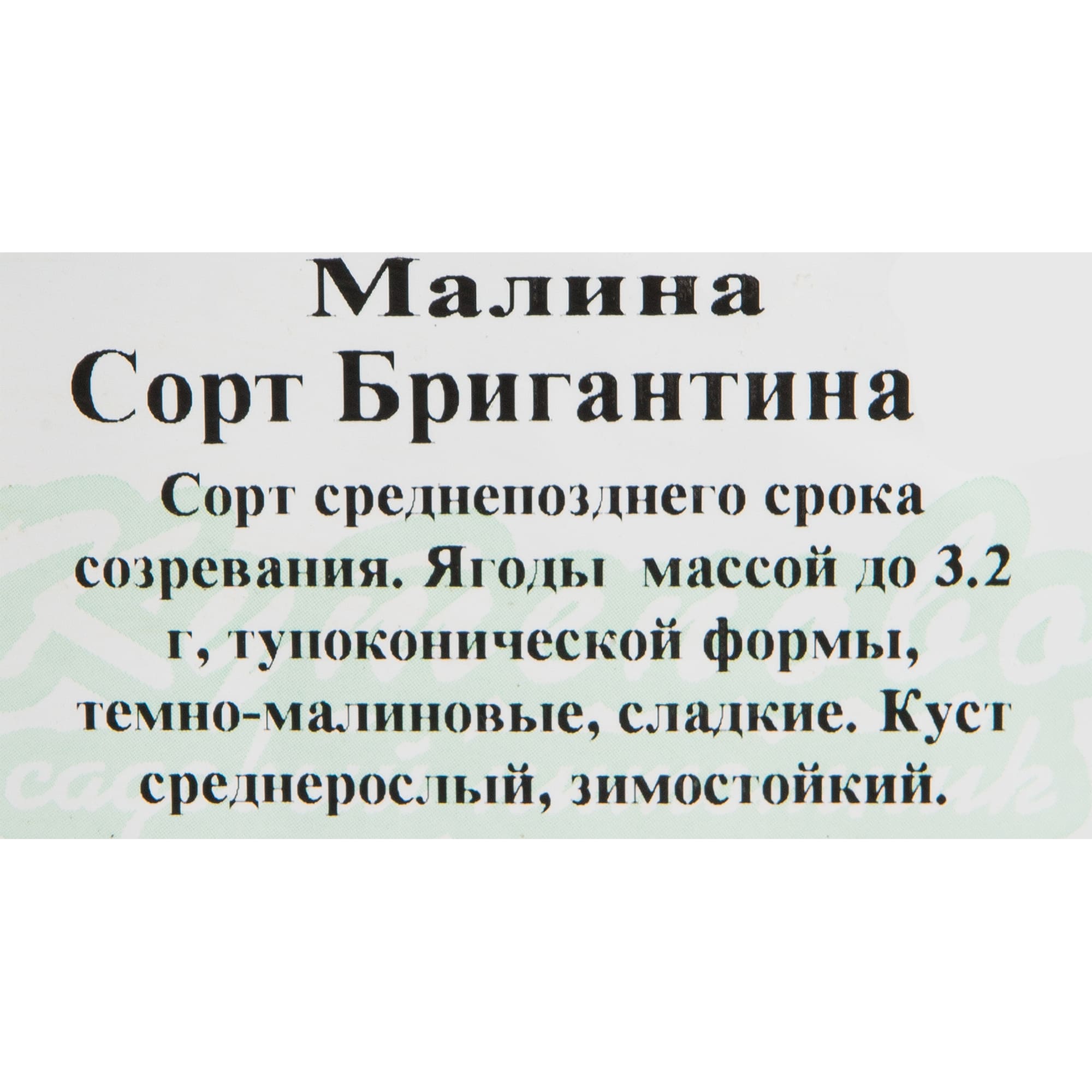 82597099 Малина «Бригантина» C2 высота 40 см Santreyd  - Вид №1