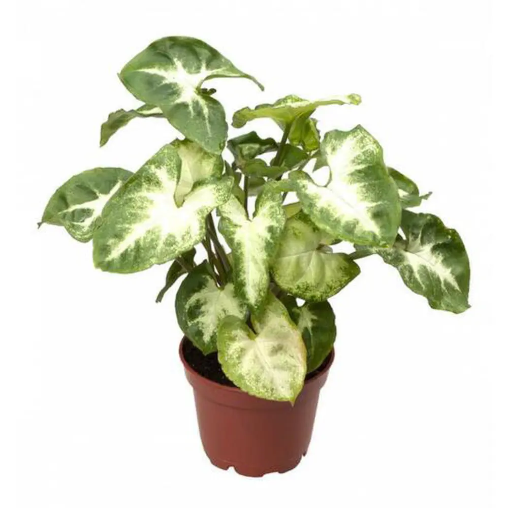 Santreyd Сингониум Ножколистный — тропическая лиана для современного интерьера 89394961 STLM-1361596