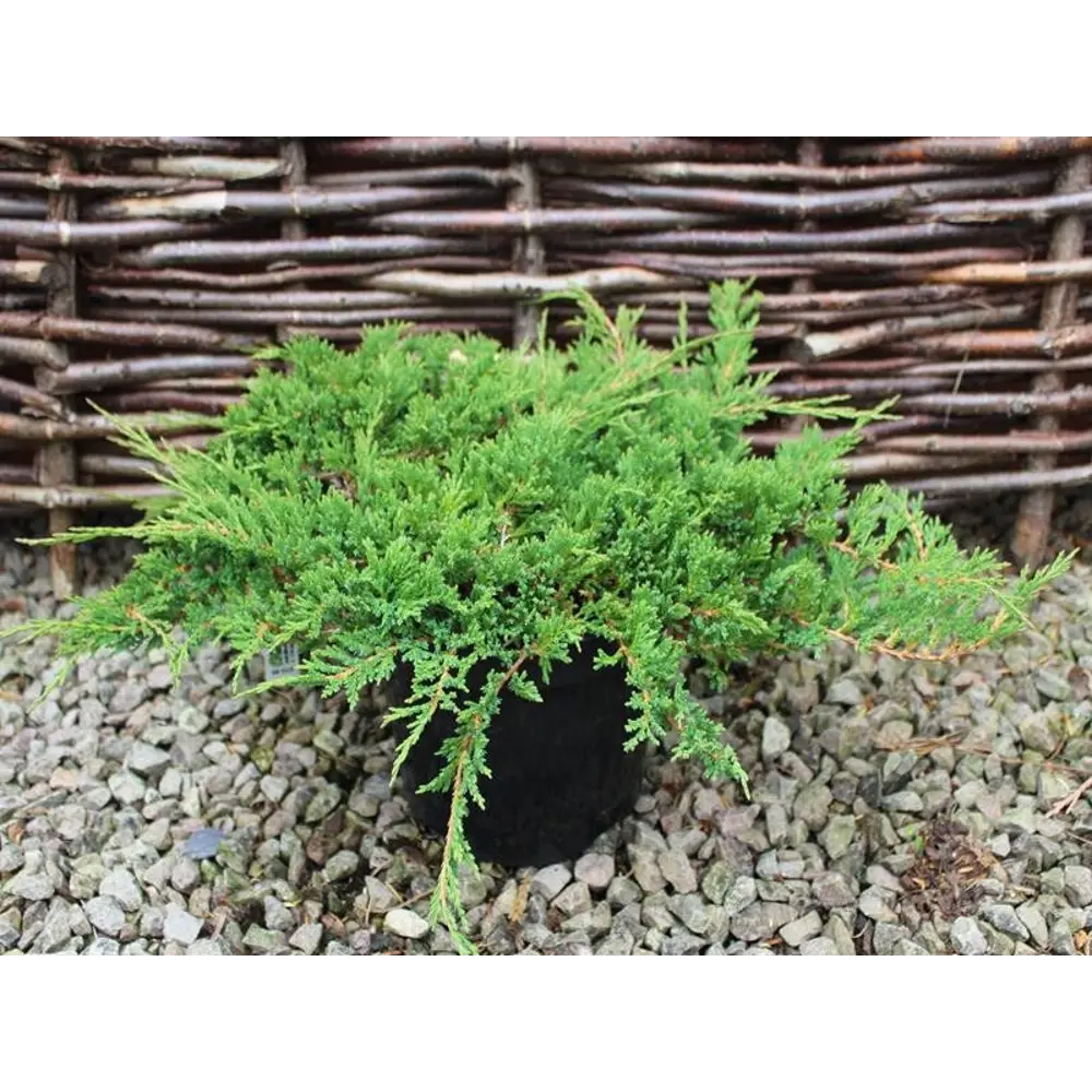 Можжевельник горизонтальный Принц Уэльский ø15 h45 см PLANTMARKET STLM-2205750