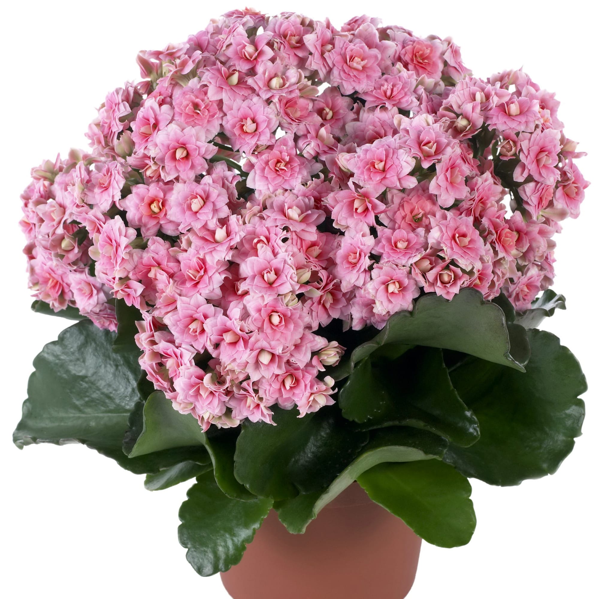 17699090 Каланхое Calandiva Mix, 30х23 см Santreyd 