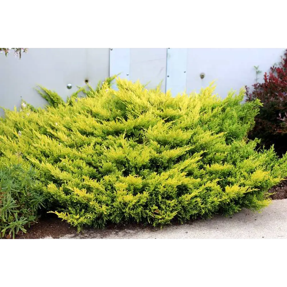 Santreyd Можжевельник Лаймглоу - солнечный акцент для сада 89363749 STLM-0959976