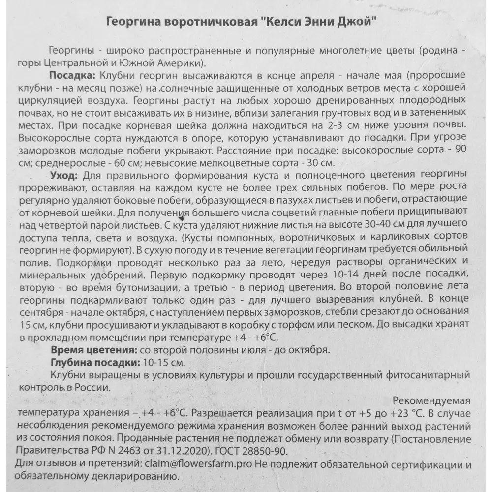 Георгина Келси Энни Джой 1 шт BLOOMING LIFE STLM-2034846 - Вид №2