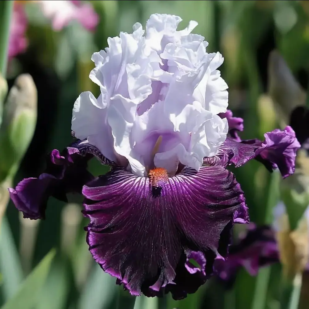 Ирис бородатый Блю Берд Вайн - корневище многолетнего цветущего растения 89433498 ПОИСК STLM-1564249