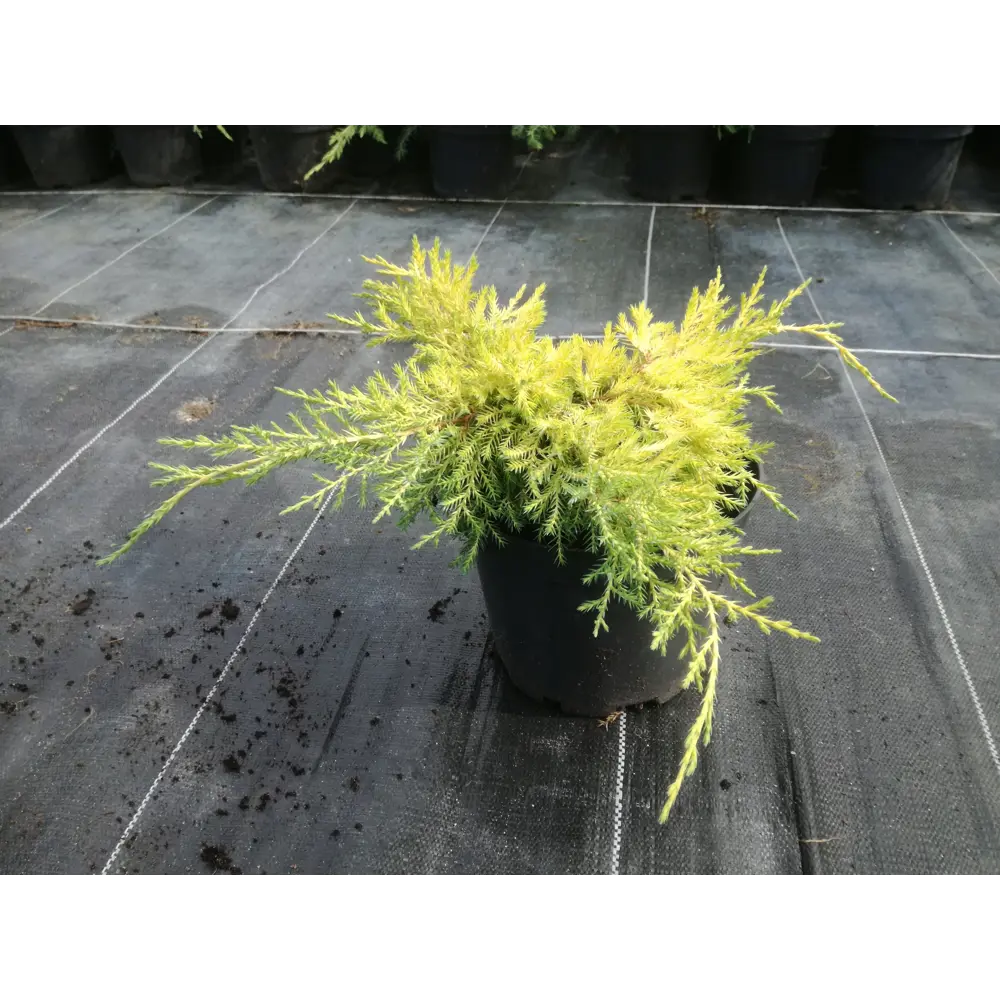 Можжевельник «Голденкиссен» C1.5 высота 20-30 см Santreyd STLM-2034771